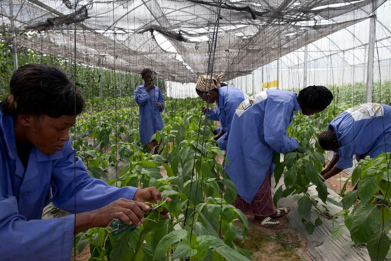 Agriculture & sécurité alimentaire